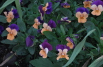clump of orange and purple violas(1) - Stress and difficulty accepting help can make your hair fall out!