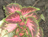 green purple coleus(1) - How to get your loved one to prove their love without using anger