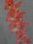 peach dwarf gladioli stalk - Stress and difficulty accepting help can make your hair fall out!
