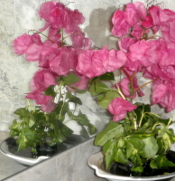 pink bougenvilla with greens in mirror image - How to get your loved one to prove their love without using anger