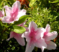 pink spotted azaleas(3) - Are you worrying yourself into insomnia?