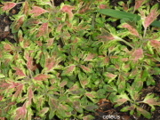 small leaf coleus(1) - Your dreams can tell you whether to keep trying to make things work with your family
