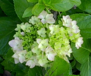 white hydrangea edited(1) - Your dreams can tell you whether to keep trying to make things work with your family