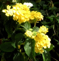 yellow lantana(2) - Is anger the cause of your skin breakouts?