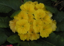 yellow primrose cluster - How to get your loved one to prove their love without using anger