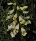 yellow spotted foxglove(1) - Your dream can show you how you censor yourself and spoil your happiness
